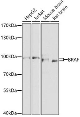 Western blot - BRAF antibody (A0038)