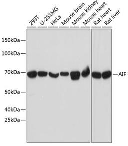 Western blot - AIF antibody (A19536)