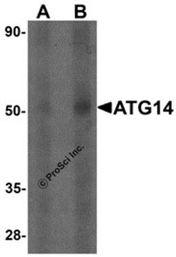 Western blot analysis of ATG14 in human small intestine tissue lysate with ATG14 antibody at (A) 1 and (B) 2 &#956;g/mL.