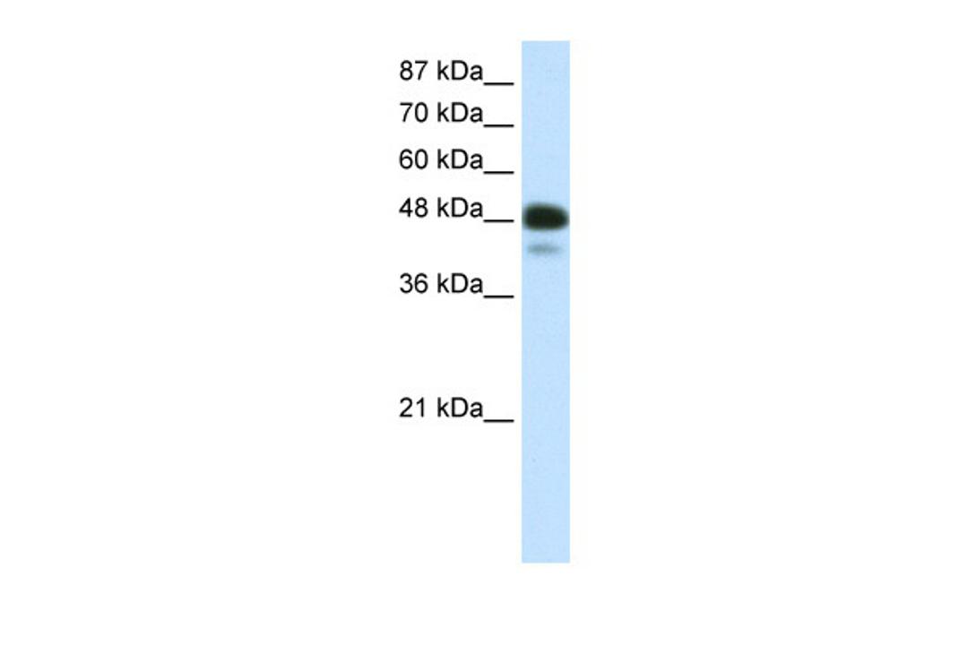 Antibody used in WB on r-NEUROD2 at 0.5 ug/ml.