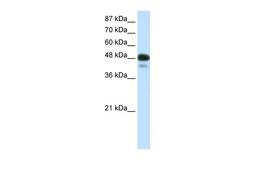 Antibody used in WB on r-NEUROD2 at 0.5 ug/ml.