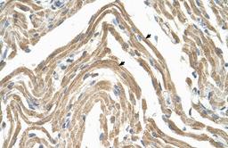 Antibody used in IHC on Human Muscle.