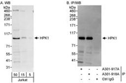 Detection of human HPK1 by western blot and immunoprecipitation.