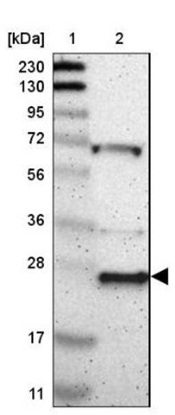 Western Blot: PRRG4 Antibody [NBP1-80673] - Lane 1: Marker [kDa] 230, 130, 95, 72, 56, 36, 28, 17, 11<br/>Lane 2: Human cell line RT-4