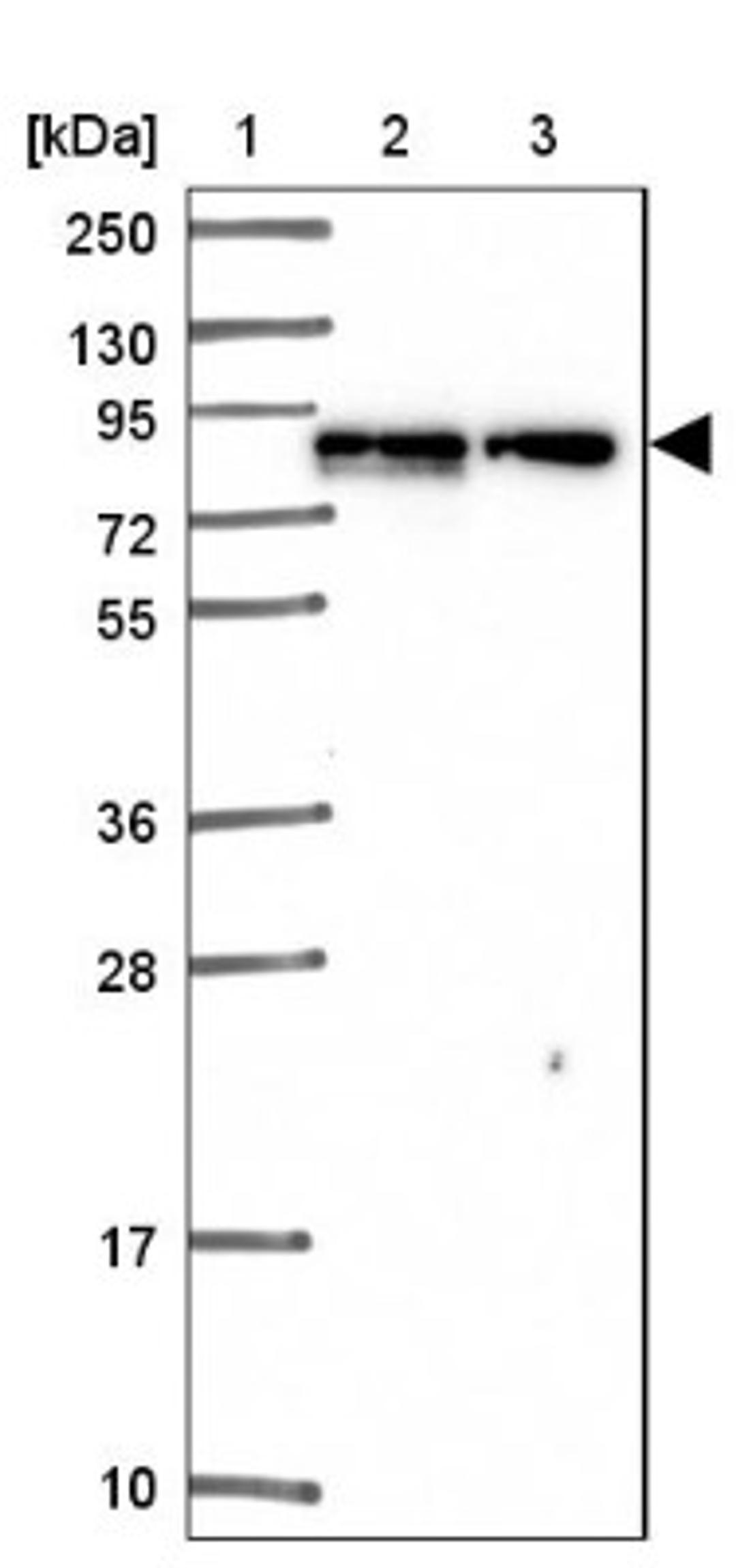 Western Blot: GSPT1 Antibody [NBP2-47442] - Lane 1: Marker [kDa] 250, 130, 95, 72, 55, 36, 28, 17, 10.  Lane 2: Human cell line RT-4.  Lane 3: Human cell line U-251MG.