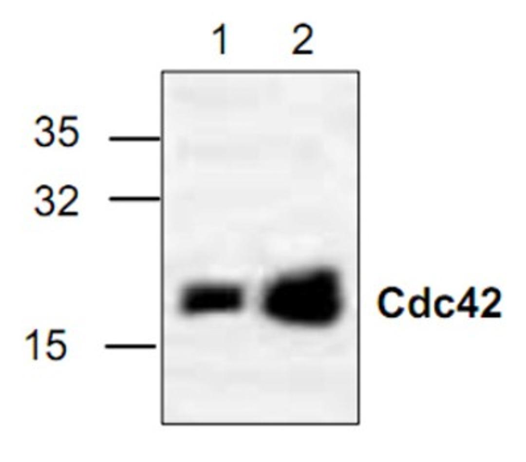 Western Blot: CDC42 Antibody [NBP1-45477] - Analysis of cdc42 in mouse b3t3 tissue lysate (Lane 1) and in Jurkat cell lysate (Lane 2).