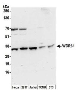 Detection of human and mouse WDR61 by western blot.