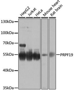 Western blot - PRPF19 antibody (A12590)