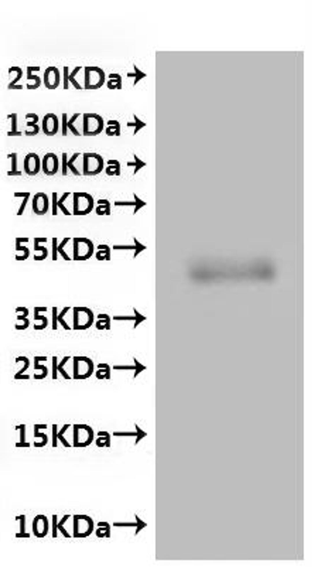 CSB-MP009443HU(A4) is detected by Mouse anti-6*His monoclonal antibody.