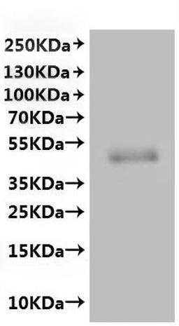 CSB-MP009443HU(A4) is detected by Mouse anti-6*His monoclonal antibody.