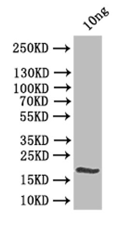Western Blot. Positive WB detected in: recombinant protein. All lanes:clsA Antibody at 1:1000. Secondary. Goat polyclonal to rabbit IgG at 1/50000 dilution. Predicted band size: 21.8 kDa. Observed band size: 22 kDa. 