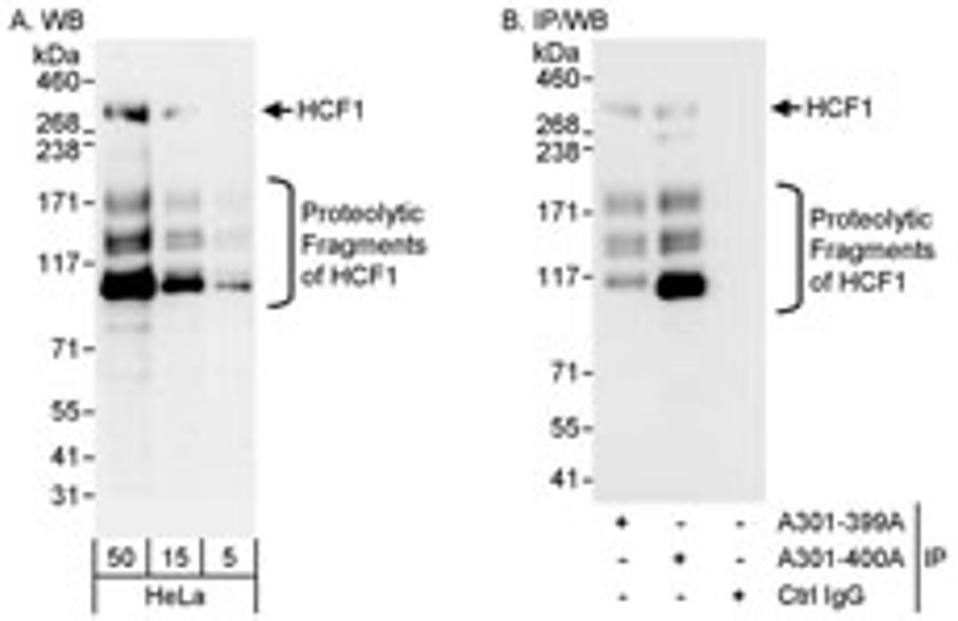 Detection of human HCF1 by western blot and immunoprecipitation.