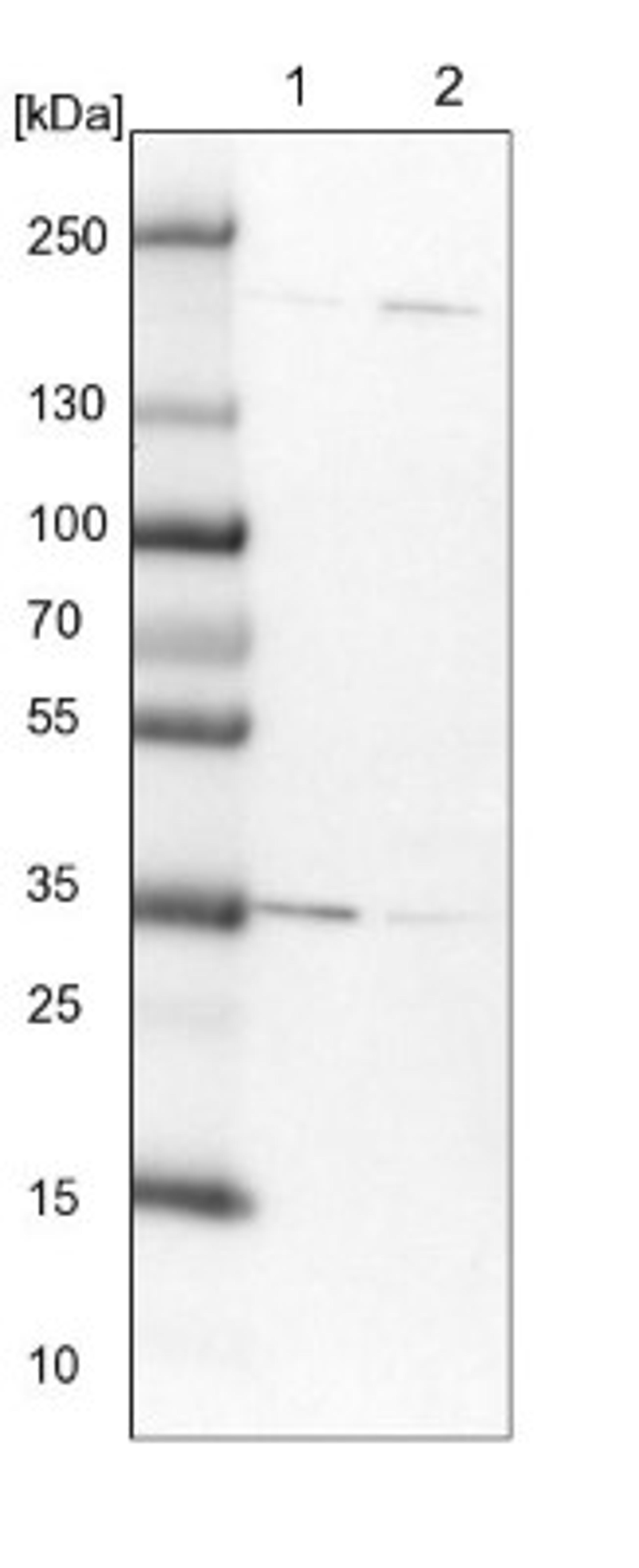 Western Blot: DjC9 Antibody [NBP1-87903] - Lane 1: NIH-3T3 cell lysate (Mouse embryonic fibroblast cells)<br/>Lane 2: NBT-II cell lysate (Rat Wistar bladder tumour cells)