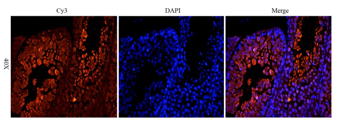 Immunofluorescence analysis of mouse testis tissue using OPG antibody (dilution of primary antibody - 1:200)