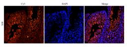 Immunofluorescence analysis of mouse testis tissue using OPG antibody (dilution of primary antibody - 1:200)