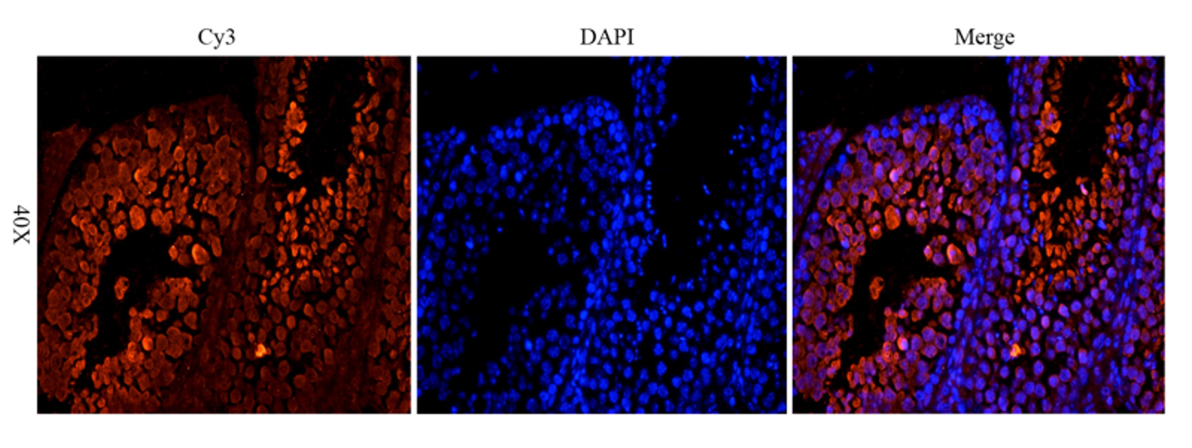 Immunofluorescence analysis of mouse testis tissue using OPG antibody (dilution of primary antibody - 1:200)