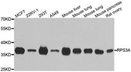 Western blot analysis of extracts of various cell lines using RPS3A antibody