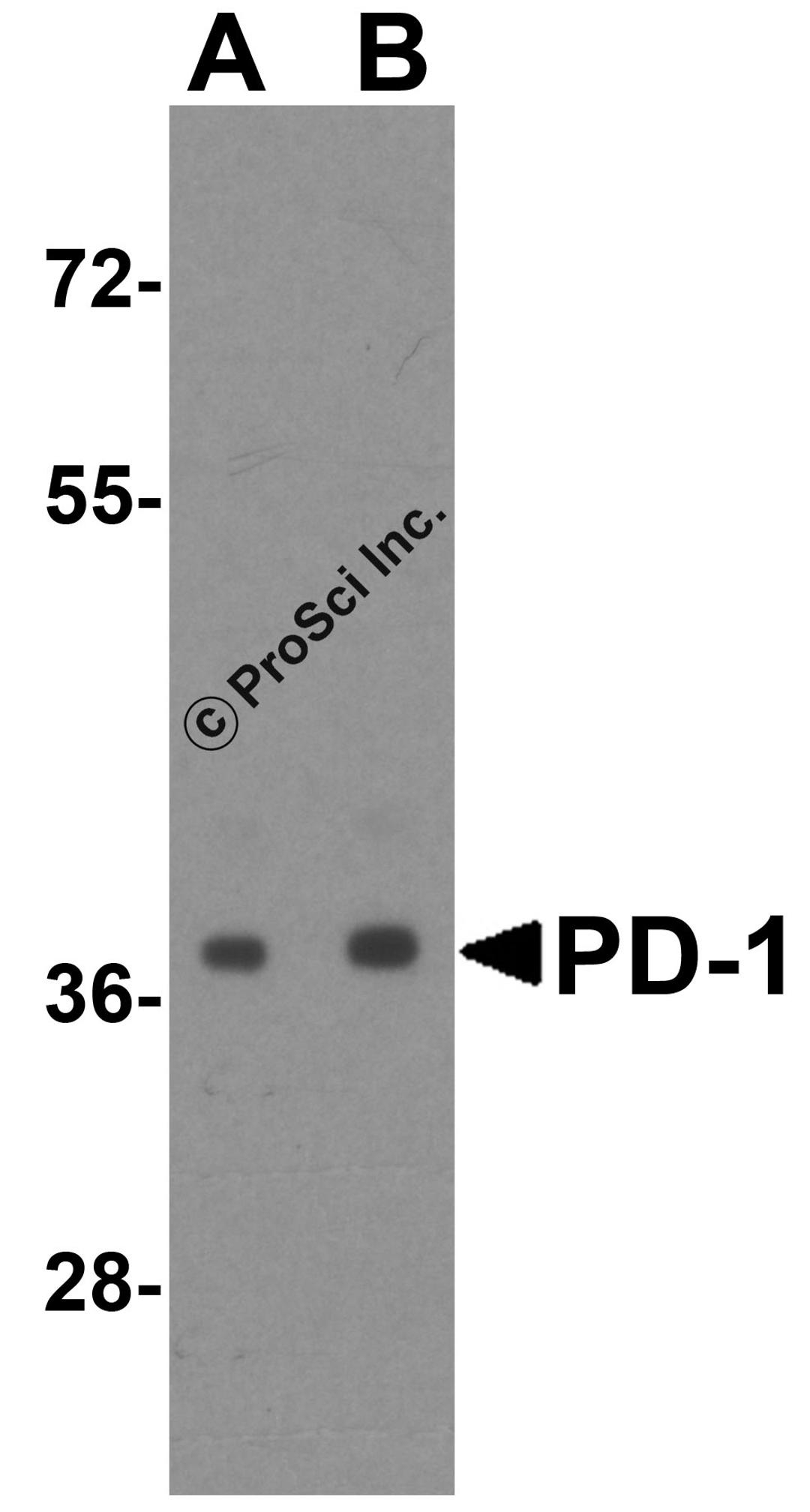 Western blot analysis of PD-1 in transfected 293 cell lysate with PD-1 antibody at (A) 0.5 and (B) 1 &#956;g/mL.