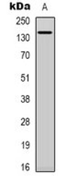 Western blot analysis of NIH3T3 (Lane 1) whole cell lysates using SPZ1 antibody