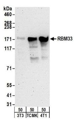 Detection of mouse RBM33 by western blot.