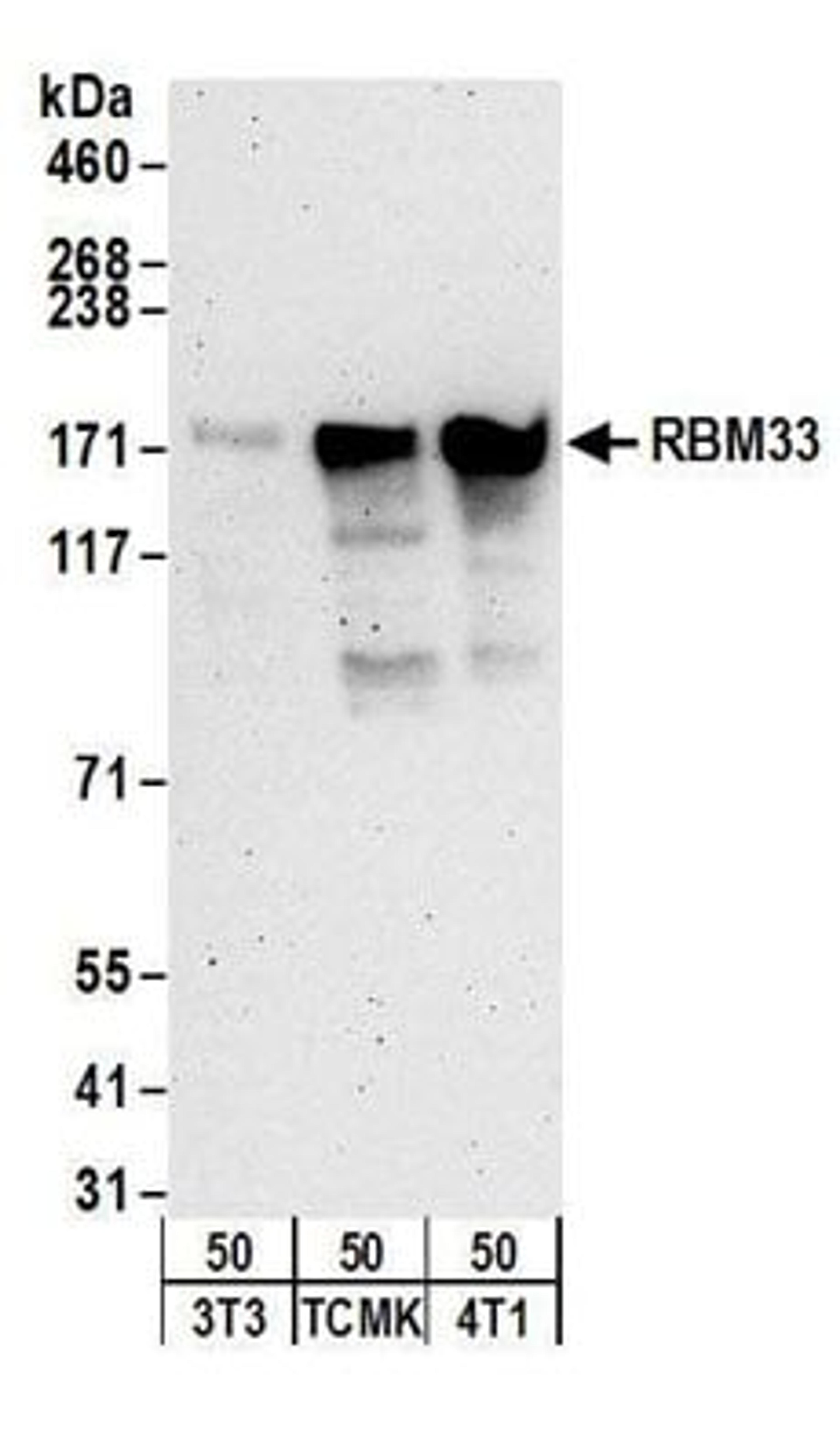 Detection of mouse RBM33 by western blot.