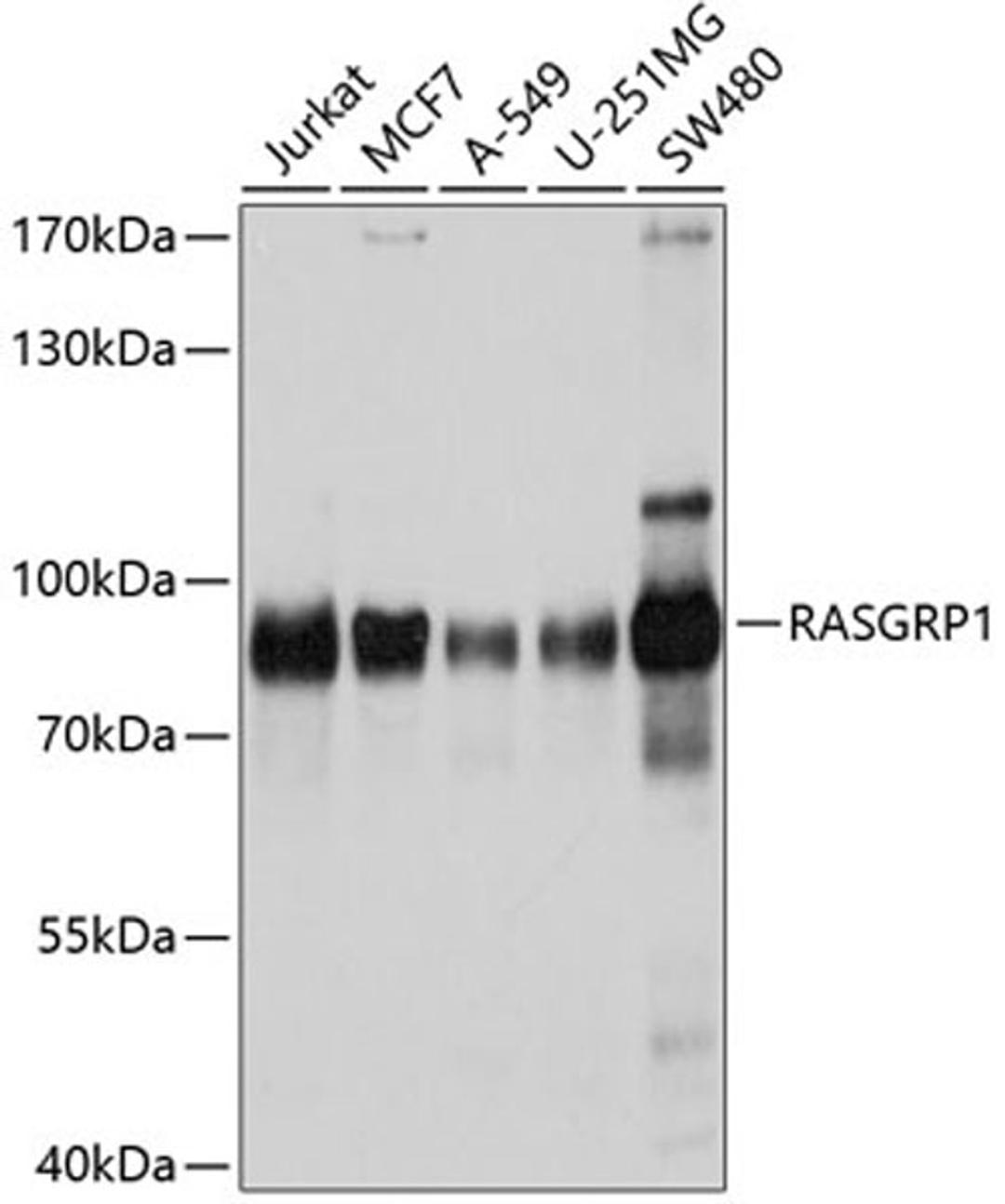 Western blot - RASGRP1 antibody (A10495)