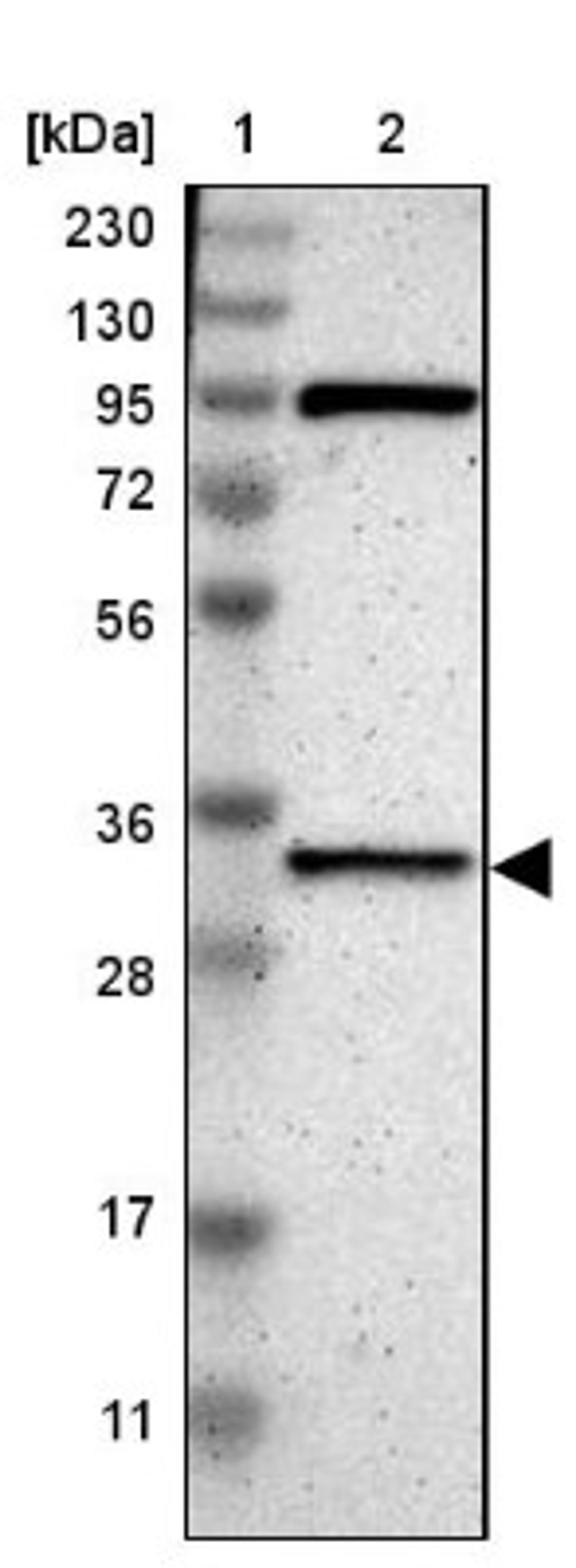 Western Blot: TSFM Antibody [NBP1-83991] - Lane 1: Marker [kDa] 230, 130, 95, 72, 56, 36, 28, 17, 11<br/>Lane 2: Human cell line RT-4