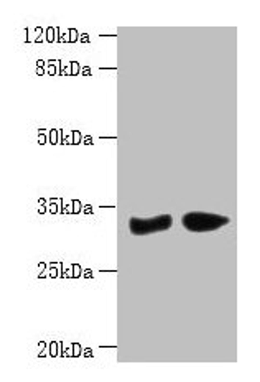Western blot. All lanes: PBLD antibody at 6µg/ml. Lane 1: Mouse liver tissue. Lane 2: Mouse kidney tissue. Secondary. Goat polyclonal to rabbit IgG at 1/10000 dilution. Predicted band size: 32 kDa. Observed band size: 32 kDa