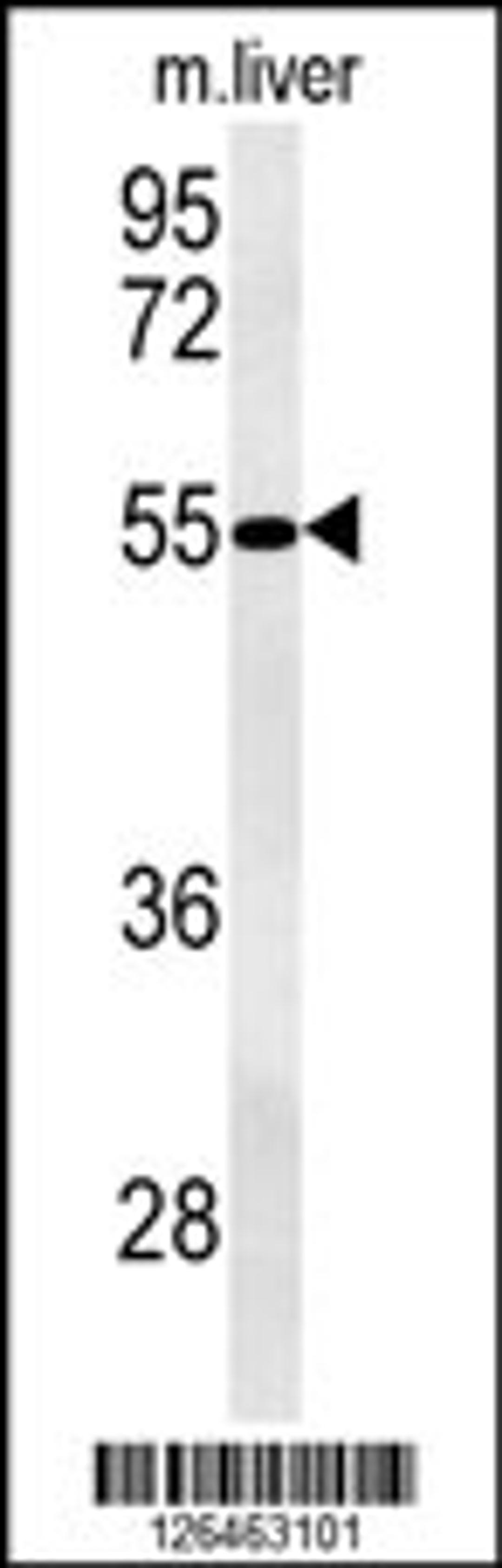 Western blot analysis in mouse liver tissue lysates (35ug/lane).This demonstrates the detected NPAL3 protein (arrow).