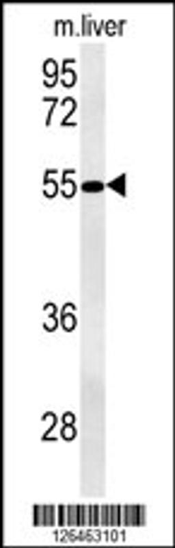 Western blot analysis in mouse liver tissue lysates (35ug/lane).This demonstrates the detected NPAL3 protein (arrow).