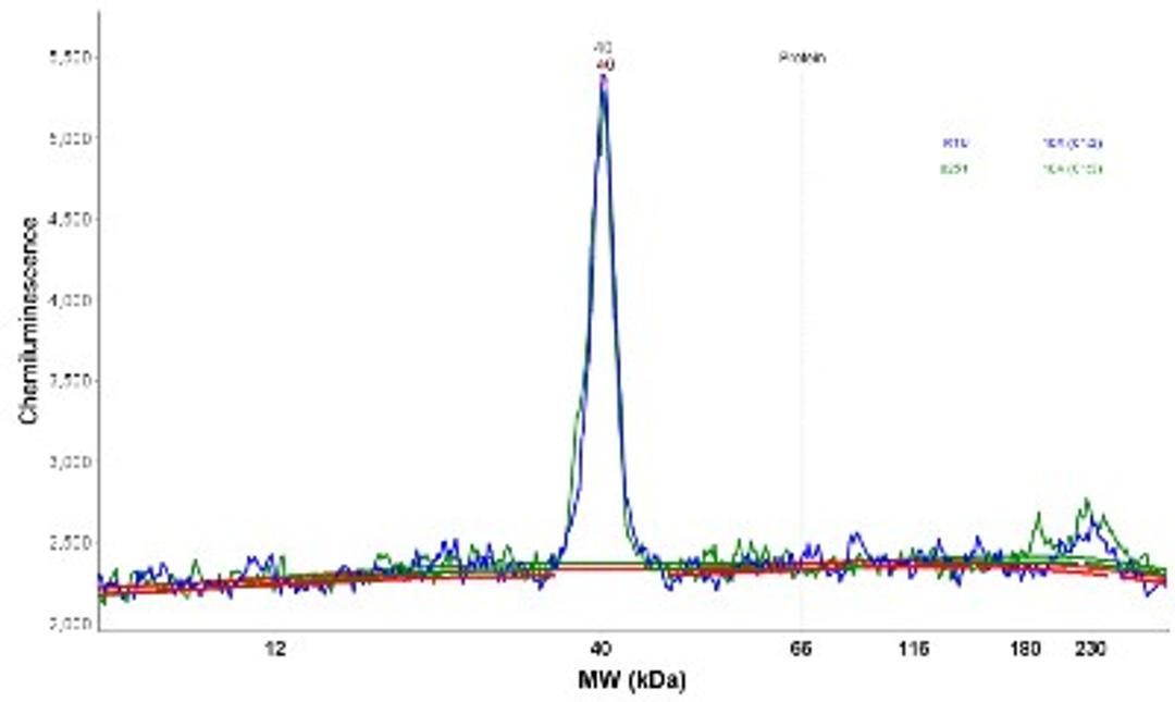 Simple Western: STX17 Antibody [NBP1-93968] - Electropherogram image(s) of corresponding Simple Western lane view. STX17 antibody was used at 1:30 dilution on RT-4 and U-251MG sp lysates(s).