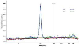 Simple Western: STX17 Antibody [NBP1-93968] - Electropherogram image(s) of corresponding Simple Western lane view. STX17 antibody was used at 1:30 dilution on RT-4 and U-251MG sp lysates(s).