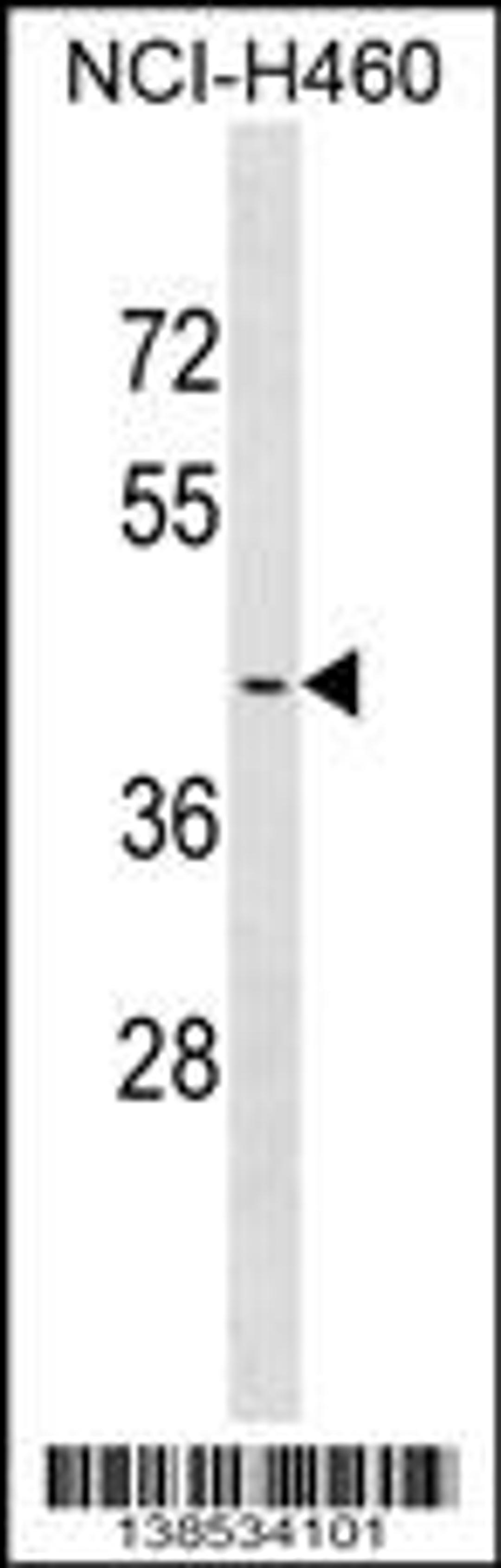 Western blot analysis in NCI-H460 cell line lysates (35ug/lane).