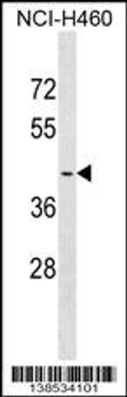 Western blot analysis in NCI-H460 cell line lysates (35ug/lane).