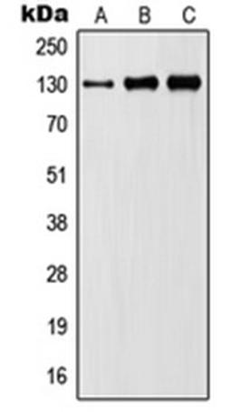 Western blot analysis of Ramos (Lane 1), Jurkat (Lane 2), L929 (Lane 3), PC12 (Lane 4) whole cell lysates using JAK1 antibody