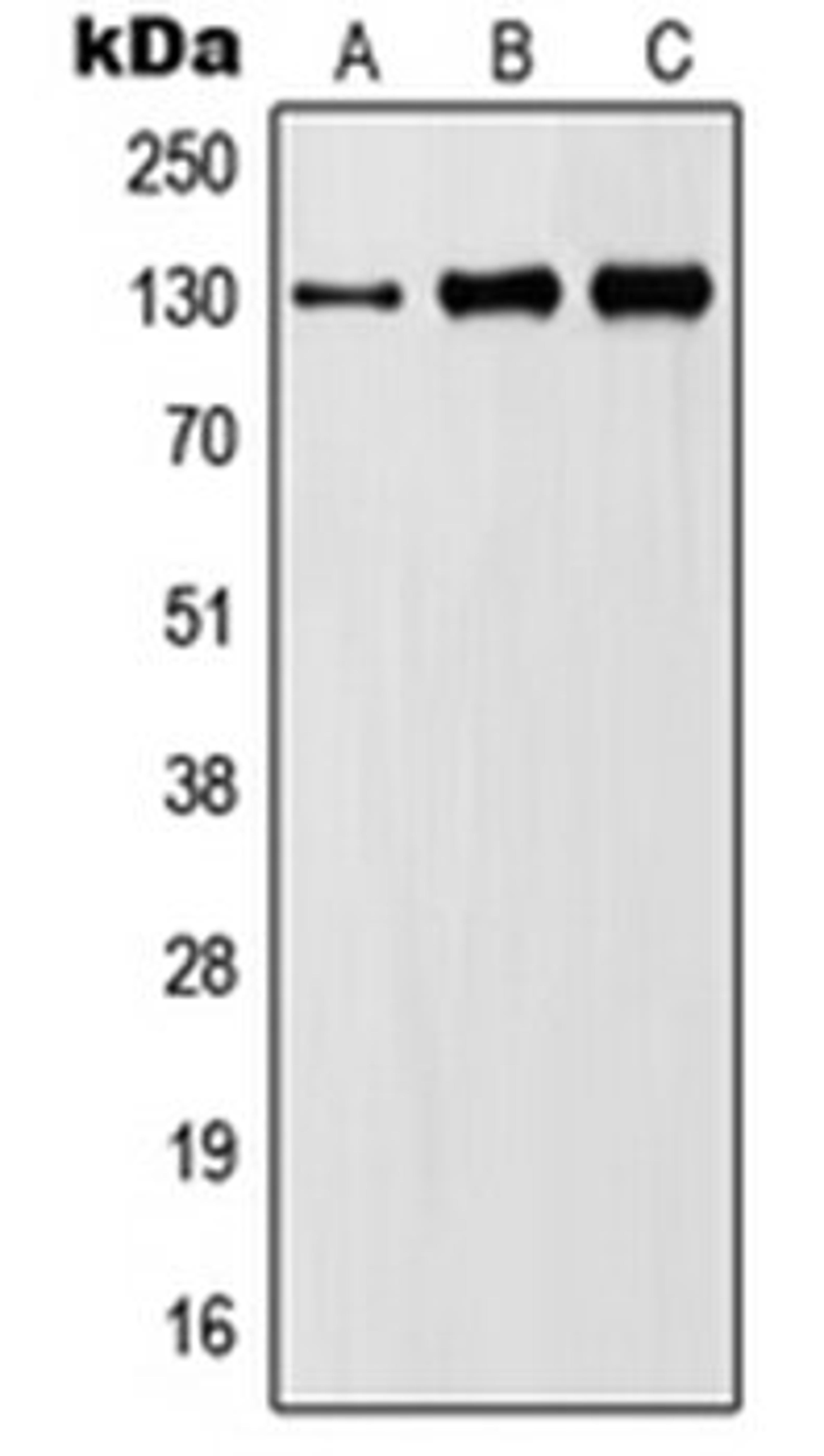 Western blot analysis of Ramos (Lane 1), Jurkat (Lane 2), L929 (Lane 3), PC12 (Lane 4) whole cell lysates using JAK1 antibody