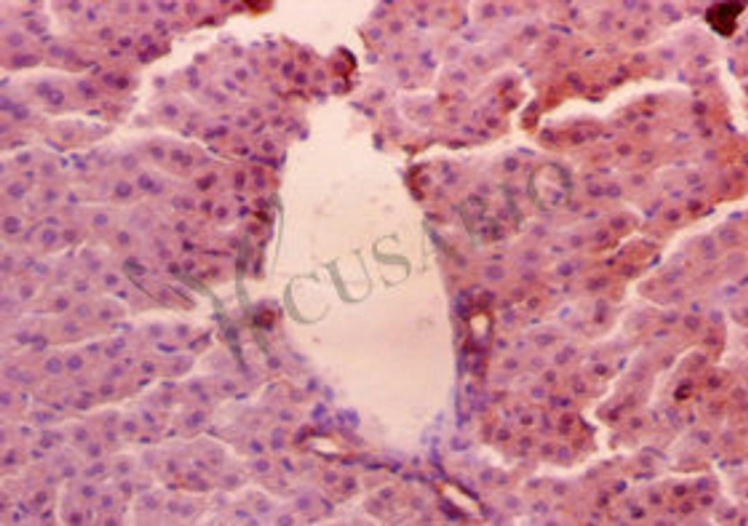 Immunohistochemistry of paraffin-embedded mouse liver tissue using CSB-PA14209A0Rb at dilution of 1:50
