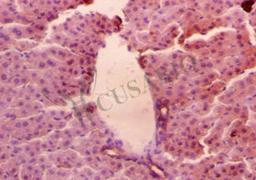 Immunohistochemistry of paraffin-embedded mouse liver tissue using CSB-PA14209A0Rb at dilution of 1:50