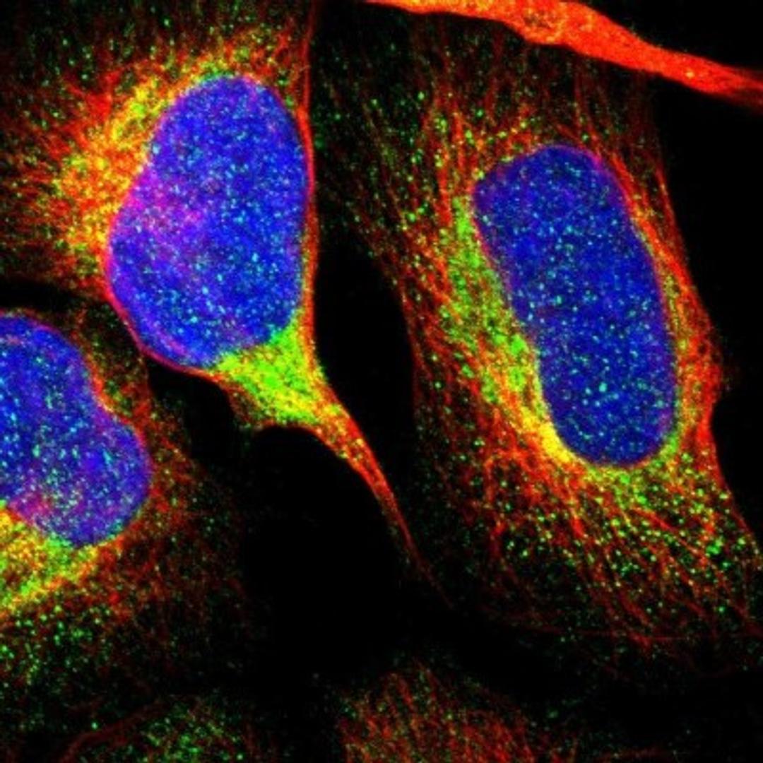 Immunocytochemistry/Immunofluorescence: MRPL50 Antibody [NBP1-83651] - Staining of human cell line U-2 OS shows positivity in cytoplasm.