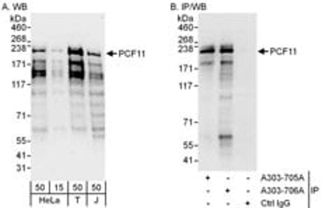 Detection of human PCF11 by western blot and immunoprecipitation.