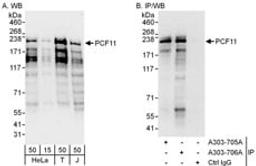 Detection of human PCF11 by western blot and immunoprecipitation.