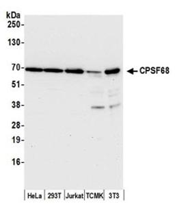 Detection of human and mouse CPSF68 by western blot.