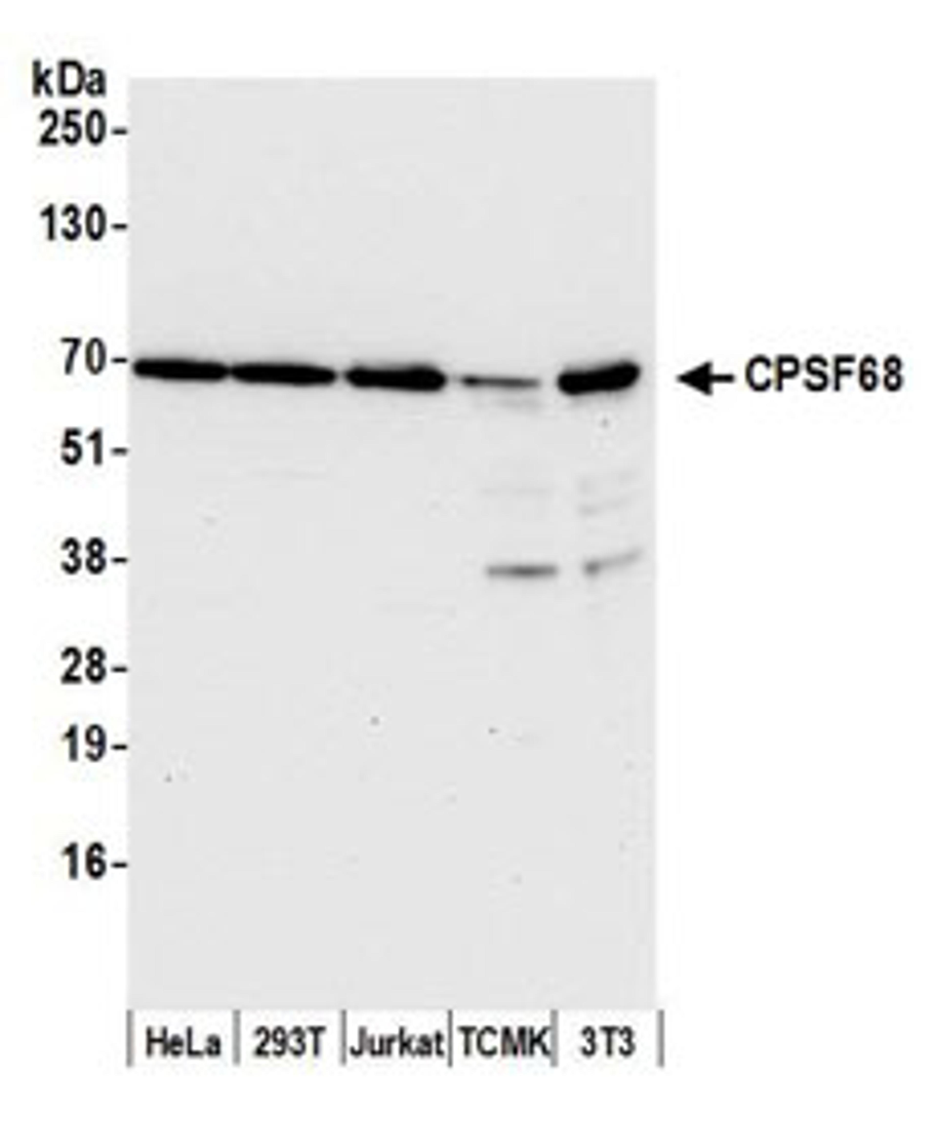 Detection of human and mouse CPSF68 by western blot.