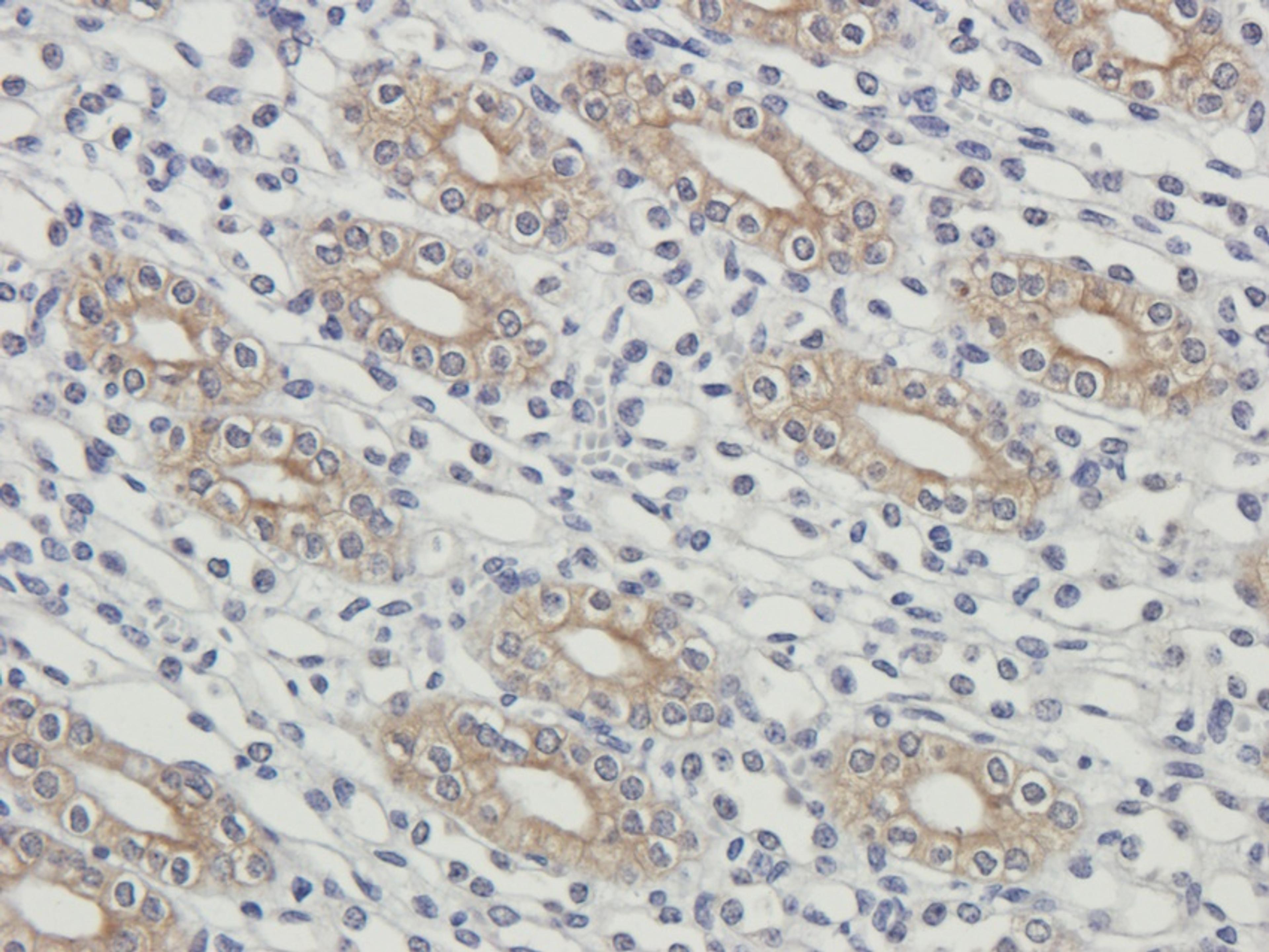 Immunohistochemical staining of paraffin embedded guinea pig kidney tissue using Aquaporin 2 antibody (2.5 ug/ml)