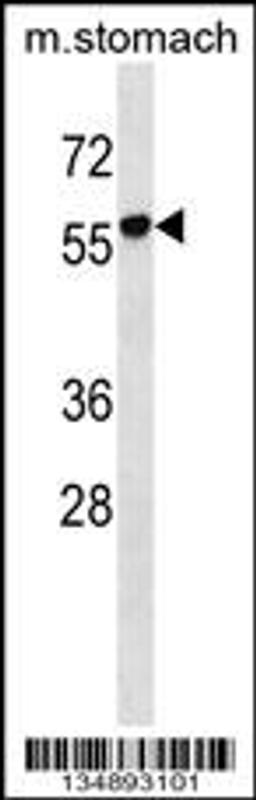 Western blot analysis in mouse stomach tissue lysates (35ug/lane).