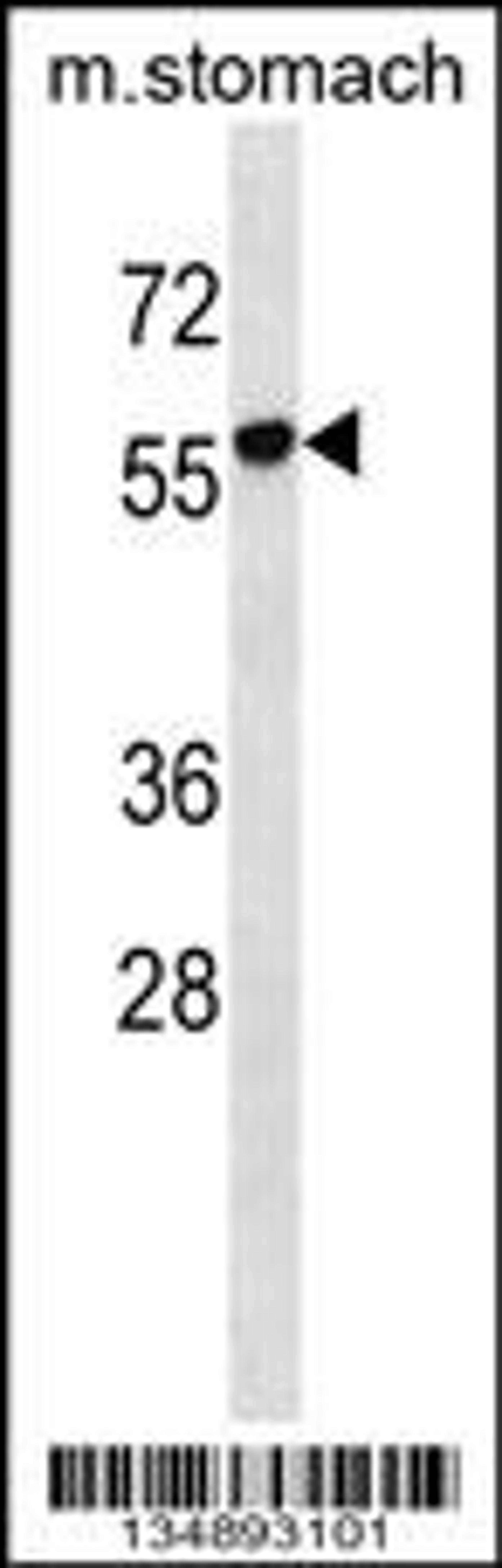 Western blot analysis in mouse stomach tissue lysates (35ug/lane).