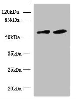 Western blot. All lanes: KBTBD4 antibody at 10ug/ml. Lane 1: U87 whole cell lysate. Lane 2: NIH/3T3 whole cell lysate. Secondary. Goat polyclonal to rabbit IgG at 1/10000 dilution. Predicted band size: 59, 60 kDa. Observed band size: 59 kDa.