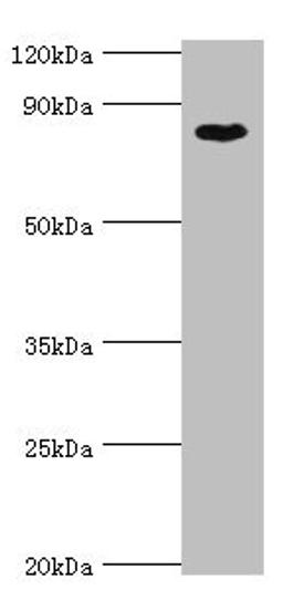 Western blot. All lanes: BAP1 antibody at 8µg/ml + Hela whole cell lysate. Secondary. Goat polyclonal to rabbit IgG at 1/10000 dilution. Predicted band size: 80 kDa. Observed band size: 80 kDa