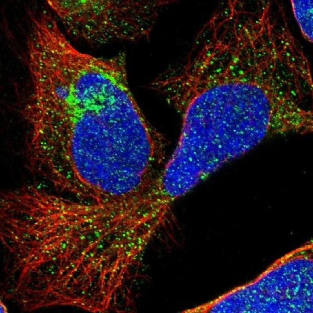 Immunocytochemistry/Immunofluorescence: TMEM180 Antibody [NBP1-90827] - Staining of human cell line U-2 OS shows positivity in cytoplasm & golgi apparatus.