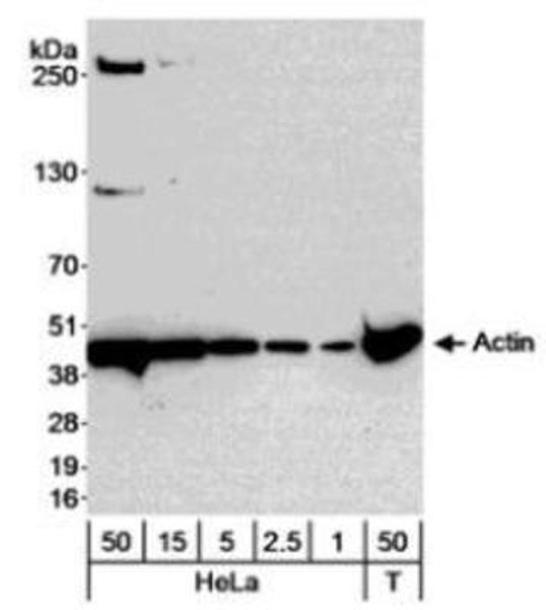 Western Blot: Actin Gamma 1 Antibody [NB600-533] - Whole cell lysate from HeLa (1, 2.5, 5, 15 and 50 ug) and mouse NIH3T3 cells (50 ug), probed with  diluted at 0.04 ug/ml.